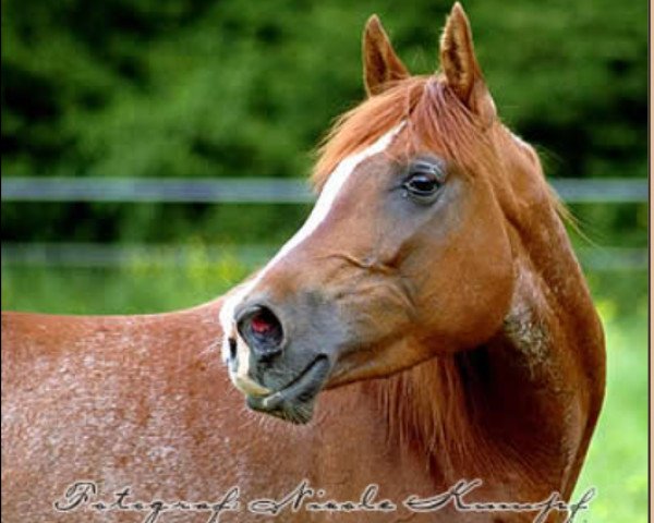 broodmare Mahabi Bint Iblis ox (Arabian purebred, 2002, from El Iblis ox)