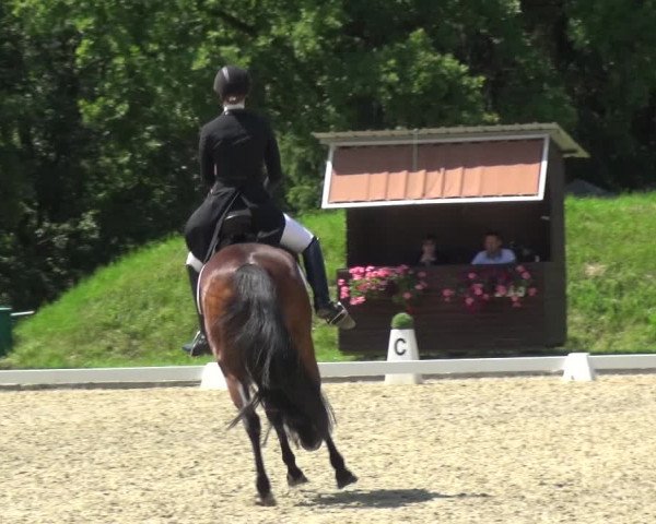 Giebelwald Classics mit Westfälische Meisterschaften Dressur und Springen 2021