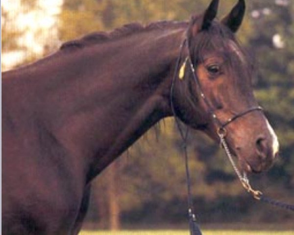 stallion Czako ox (Arabian purebred, 1979, from Banat 1967 ox)