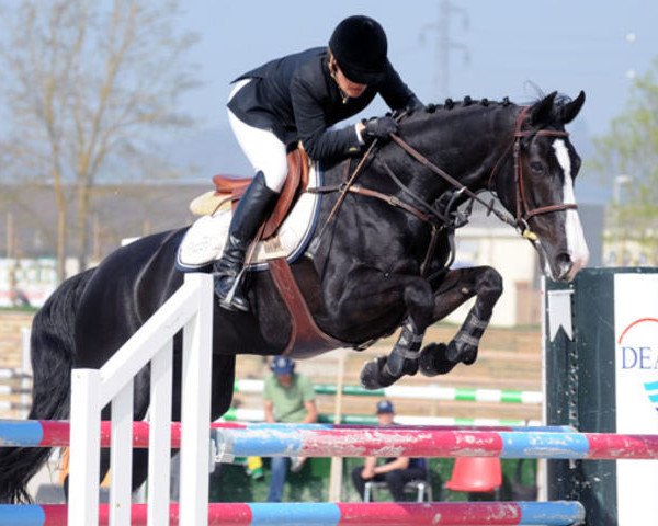 broodmare Teekitiezzie de Muze (Belgian Warmblood, 2003, from For Pleasure)