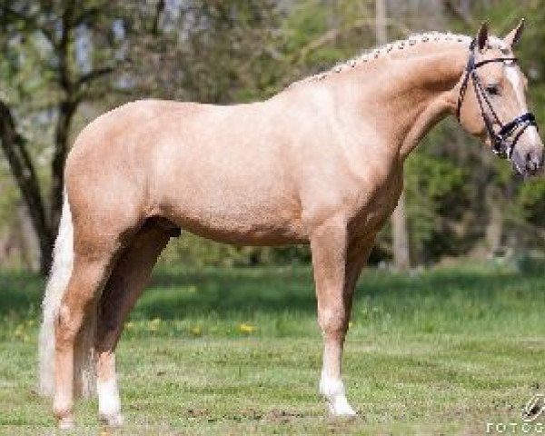 stallion Veenstra's Grapjas (Nederlands Welsh Ridepony, 2011, from Klein Roderijs Cocktail)