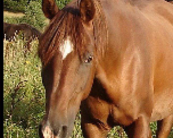 broodmare Kaprina ox (Arabian purebred, 1990, from El Iblis ox)