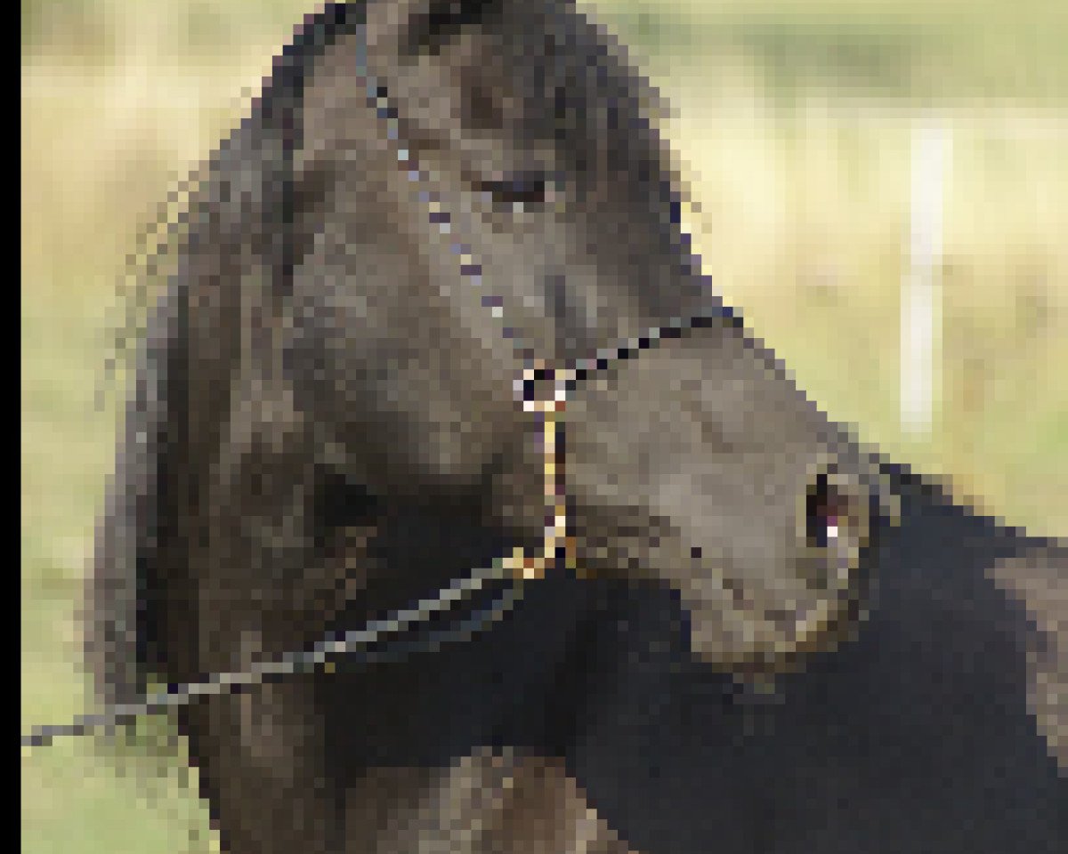 broodmare KHA ox (Arabian purebred, 1996, from El Iblis ox)