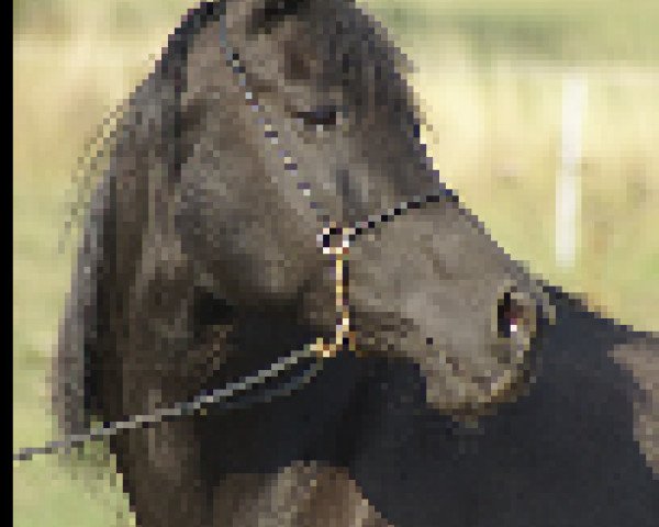 broodmare KHA ox (Arabian purebred, 1996, from El Iblis ox)
