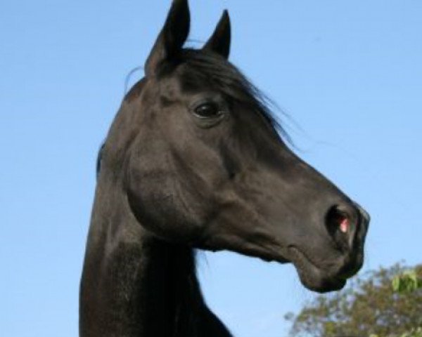 broodmare Mara II ox (Arabian purebred, 1996, from El Iblis ox) broodmare Mara II ox (Arabian purebred, 1996, from El Iblis ox)