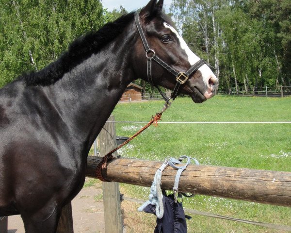 horse Finessa (Oldenburg,  , from Kaiser As)