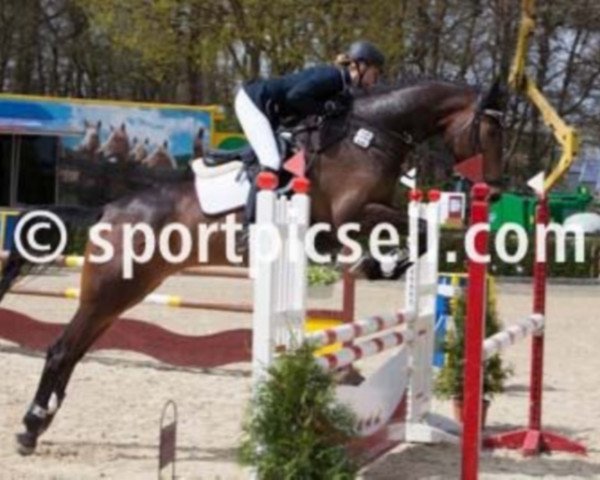 dressage horse Leonor 5 (Oldenburg show jumper, 2008, from Leon)