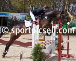 dressage horse Leonor 5 (Oldenburg show jumper, 2008, from Leon)