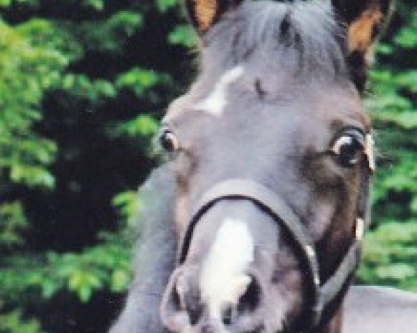 broodmare Geronimos Nikita ox (Arabian purebred, 2004, from El Iblis ox)