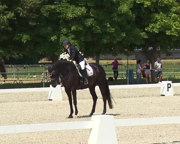 Reitturnier Rot am See- Musdorf 2021