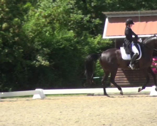 Giebelwald Classics mit Westfälische Meisterschaften Dressur und Springen 2021