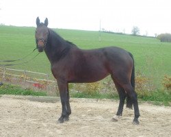 jumper Classic 47 (Westphalian, 2008, from Captain Fire)