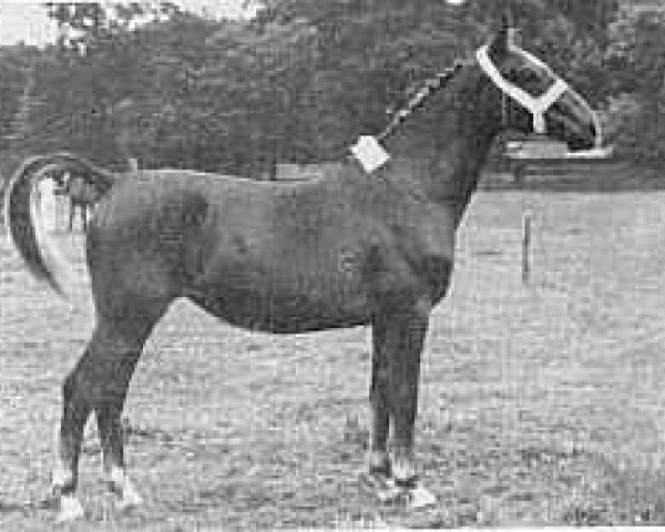 broodmare Omia (Gelderland, 1950, from Graaf van Wittenstein)