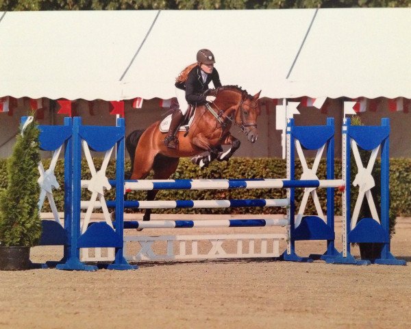 jumper Attila 611 (German Riding Pony, 2009, from Acado)