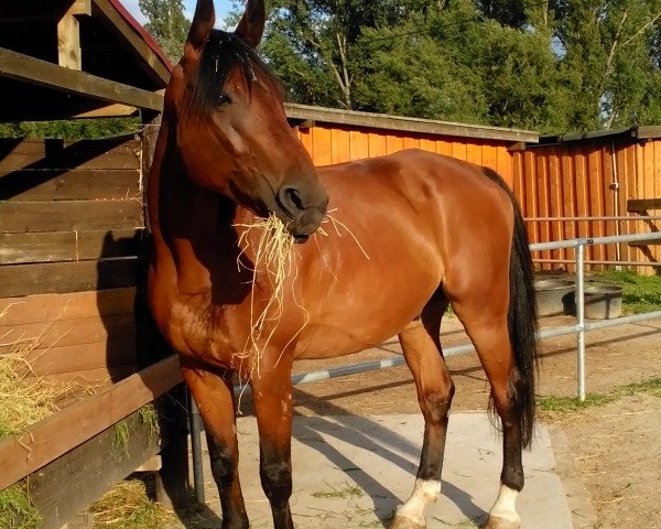 horse Forever 141 (Westphalian, 2002, from Faveur)