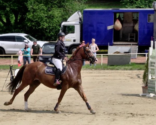 Reitturnier Heiligenwald 2021