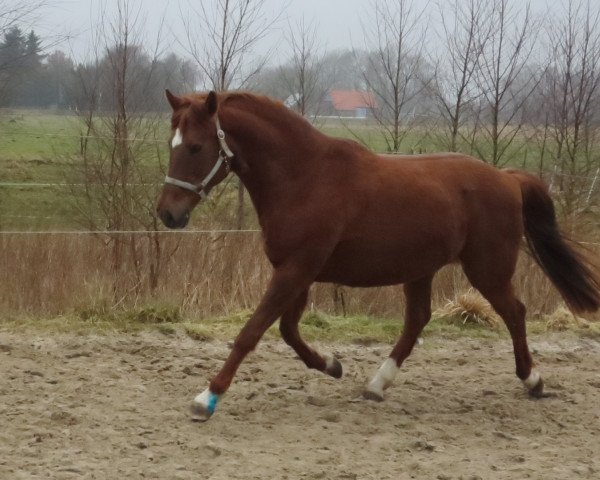Pferd Nala (Deutsches Reitpony, 2002, von Golden Game Boy)