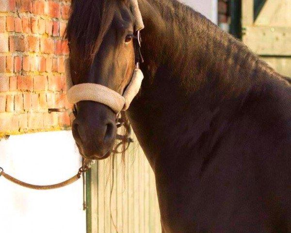 broodmare Weike v. Kiebitzwinkel (Friese, 2007, from Wikke 404)