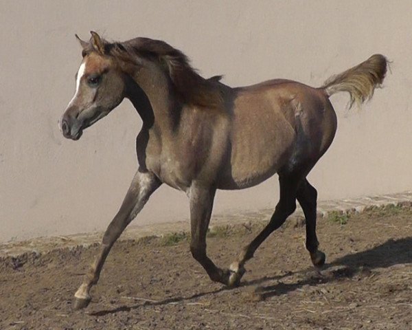 Pferd Naji (Araber, 2013)