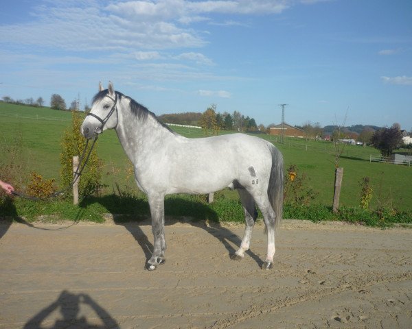 stallion Copacabana (Oldenburg show jumper, 2006, from Cartani 4)