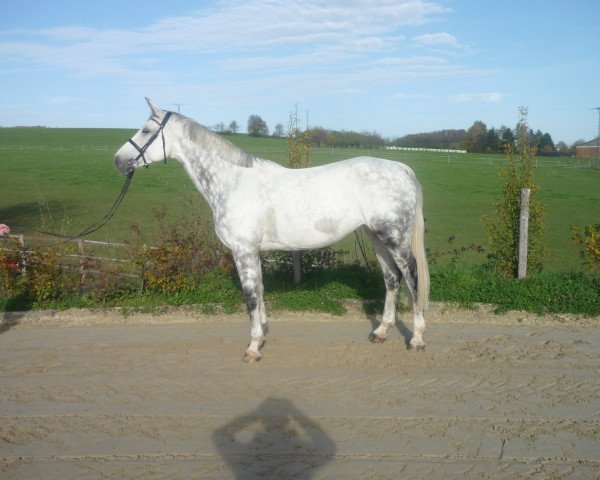broodmare La Bella Luna 7 (Rhinelander, 2006, from Lord Lancer)