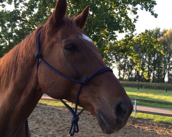 horse Sion's Pauli (Oldenburg, 1997, from Sion)