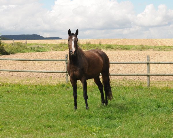 broodmare Grace Girl (Trakehner, 2008, from Freudenfest)