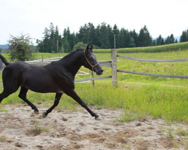 Deckhengst Shammar GzH EAO (Vollblutaraber, 2003, von Waseem Mouraad ox)
