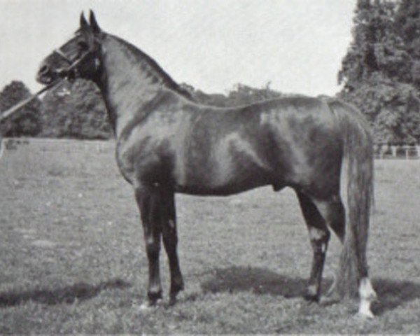 stallion Fayal ox (Arabian purebred, 1927, from Iram ox)
