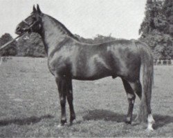 stallion Fayal ox (Arabian purebred, 1927, from Iram ox)