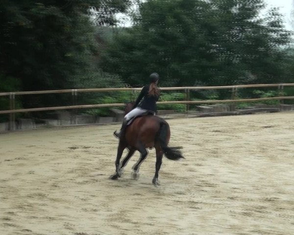 Reitturnier Marienheide-Kempershöhe 2021