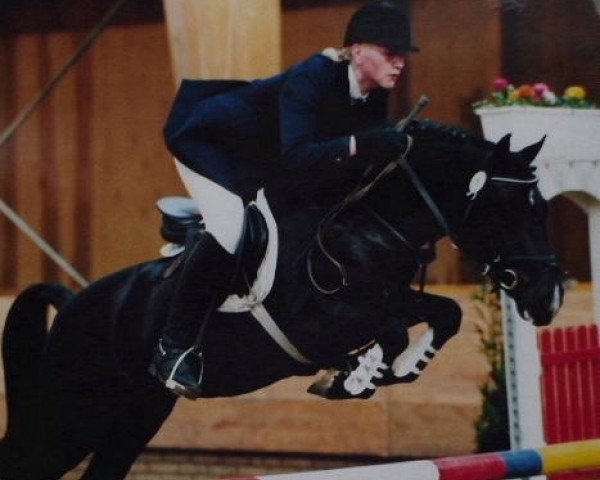 stallion Jasper 210 (New Forest Pony, 1991, from Young Winsome's Adrian)