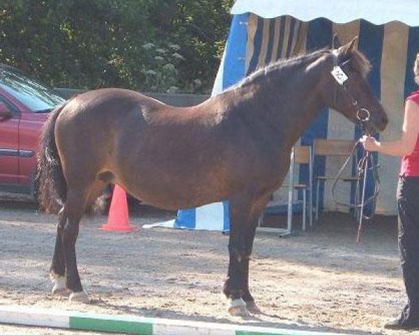 broodmare Glory (New Forest Pony, 1976, from Dawn of Spring) broodmare Glory (New Forest Pony, 1976, from Dawn of Spring)
