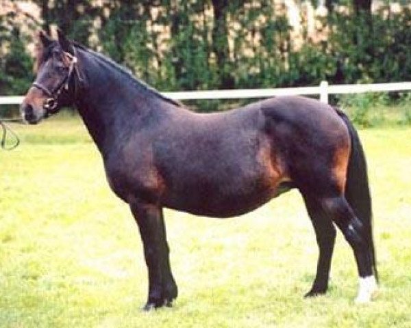 Zuchtstute Miss Ellie (New-Forest-Pony, 1983, von Burma Wilton 7 NF) Zuchtstute Miss Ellie (New-Forest-Pony, 1983, von Burma Wilton 7 NF)