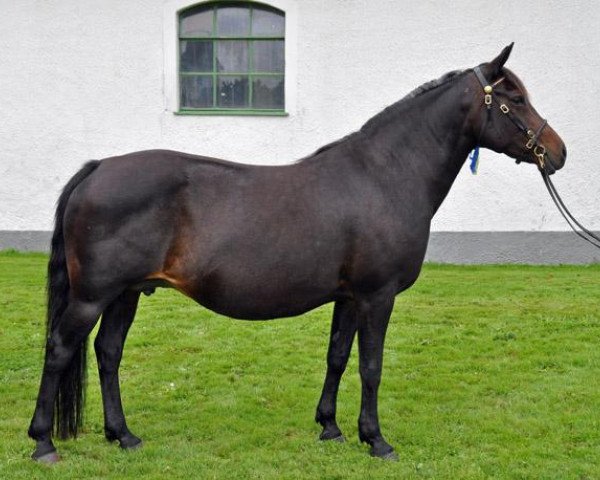 broodmare Dimmans Elmia (New Forest Pony, 1994, from Silverlea Buckskin)