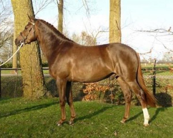 Étalon reproducteur Koetsiershoeve King Peveril (Poney New Forest, 2006, de Orlando)