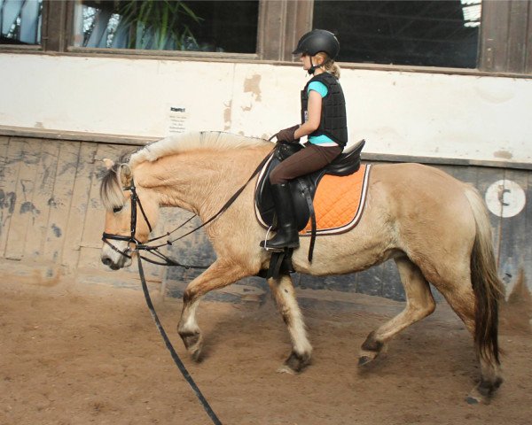 broodmare Ginger (Fjord Horse, 2010, from Kelvin)