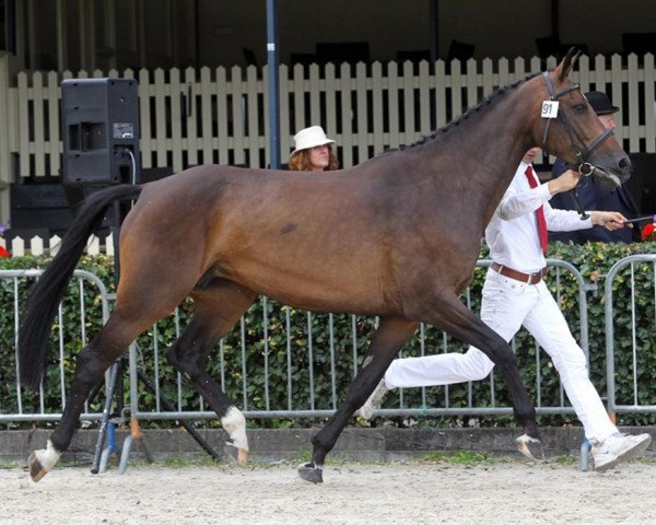horse Zinesse (KWPN (Royal Dutch Sporthorse), 2008, from Zento)