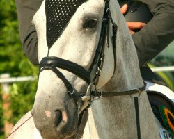 jumper Aweletscho (Oldenburg show jumper, 2010, from Demet - Apokalipsis)
