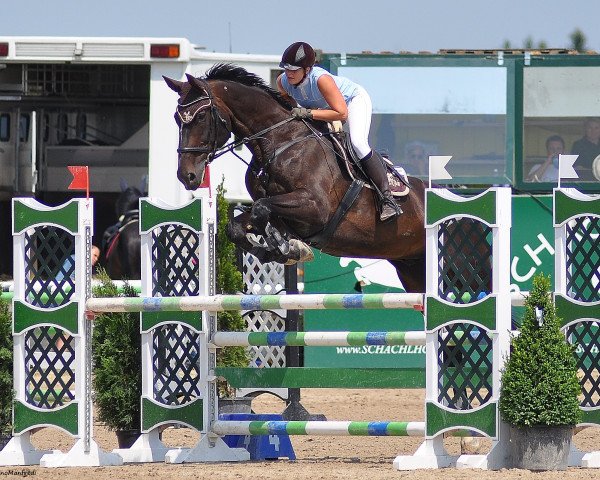 jumper Quasi's November Spirit (Hanoverian, 1997, from Quasi Roi)