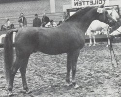 stallion Esmir ox (Arabian purebred, 1967, from Noran 1956 ox)