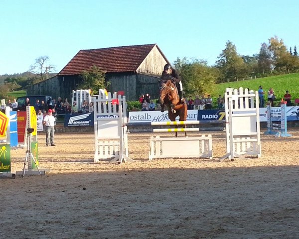 Zuchtstute Cub (KWPN (Niederländisches Warmblut), 2007, von Lord Z)