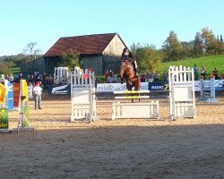 broodmare Cub (KWPN (Royal Dutch Sporthorse), 2007, from Lord Z)