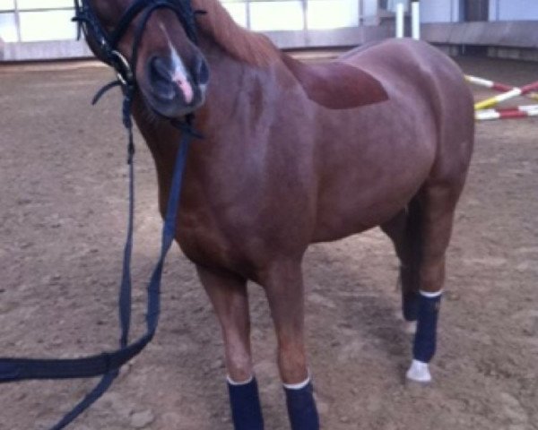 Dressurpferd Salinero Star (Deutsches Reitpony, 2001, von Sazar) Dressurpferd Salinero Star (Deutsches Reitpony, 2001, von Sazar)