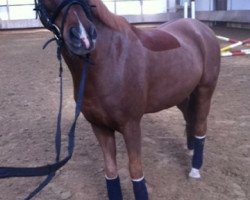 dressage horse Salinero Star (German Riding Pony, 2001, from Sazar)