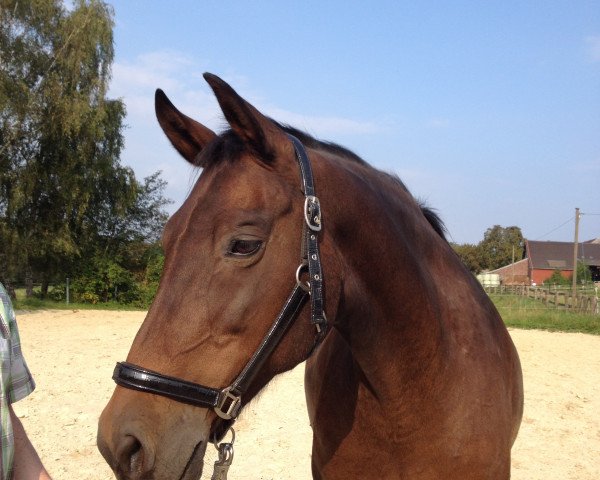 broodmare La Renza (Rhinelander, 2000, from Lancer II)