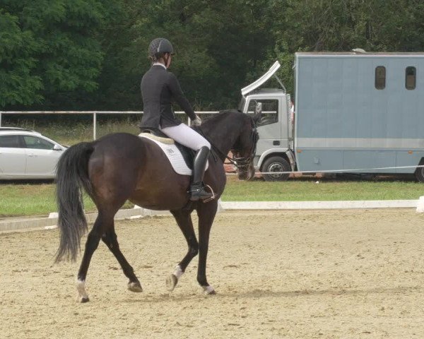 Reitturnier Heiligenwald 2021