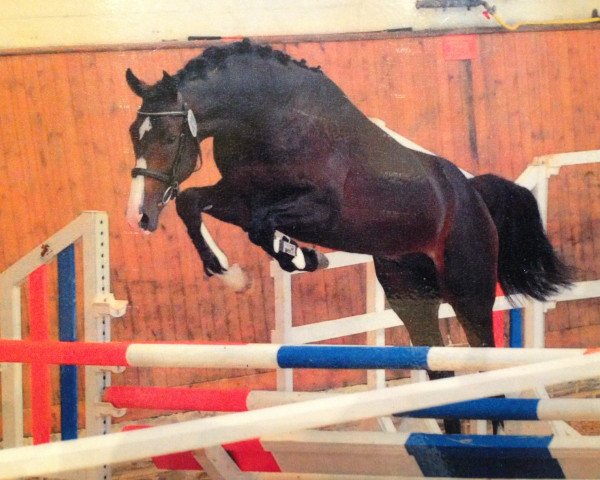 horse Iskandro (Holsteiner, 2009, from Ibisco xx) horse Iskandro (Holsteiner, 2009, from Ibisco xx)