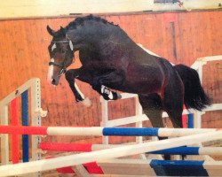 dressage horse Iskandro (Holsteiner, 2009, from Ibisco xx)