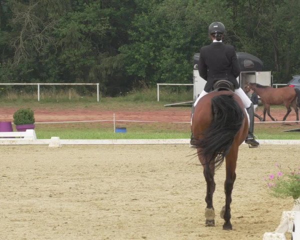 Reitturnier Heiligenwald 2021